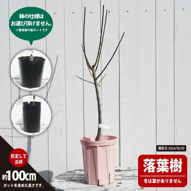 000000118386-03-l.jpg?t=