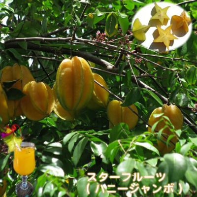 レイシ・ライチ 黒葉種 苗 販売 苗木部 By 花ひろばオンライン レイシ・ライチ 黒葉種 苗 販売 苗木部 By 花ひろばオンライン