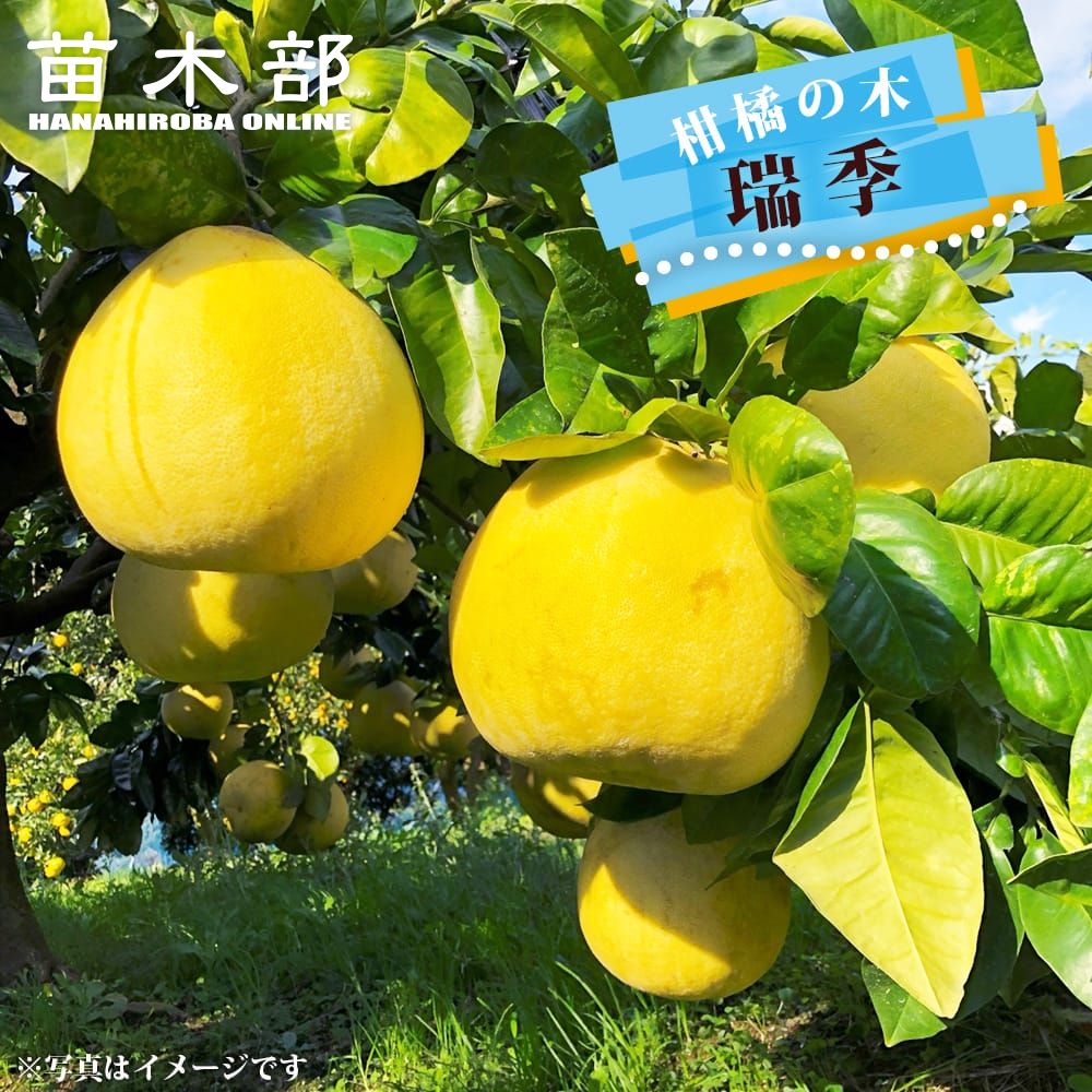 000000118690-01-l.jpg?t=