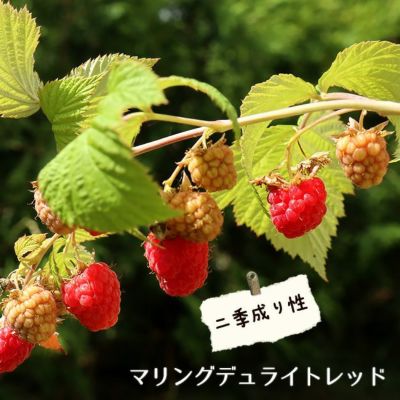 ラズベリー キイチゴ 在来種 苗 販売 苗木部 By 花ひろばオンライン