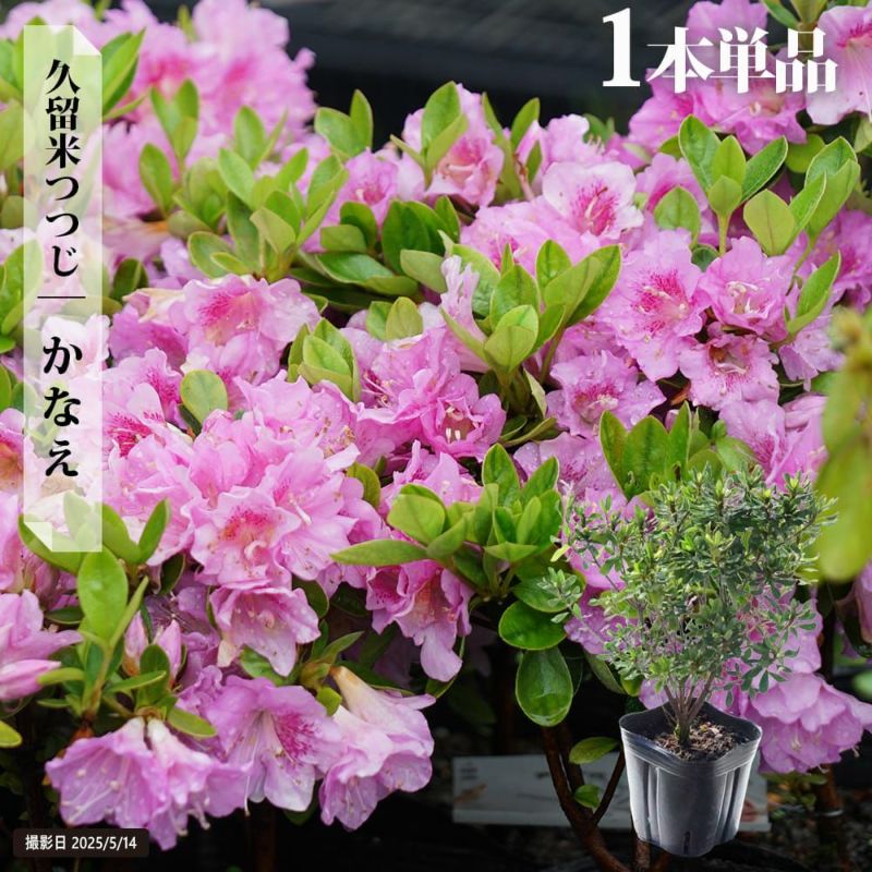 耐暑性久留米ツツジ かなえ、夏音、涼夏 販売 苗木部 By 花ひろば