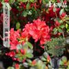 クルメツツジ 【筑紫紅】単品（1本）