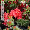 クルメツツジ 【筑紫紅】12本セットお得