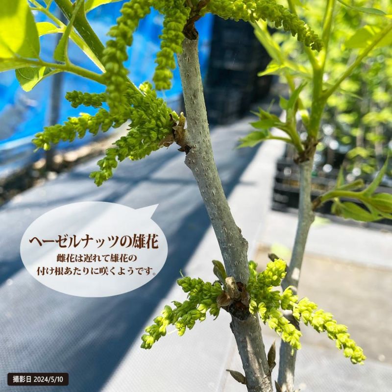 スクーター レーシング クランクシャフト Ymh 50 追いつき Aerox