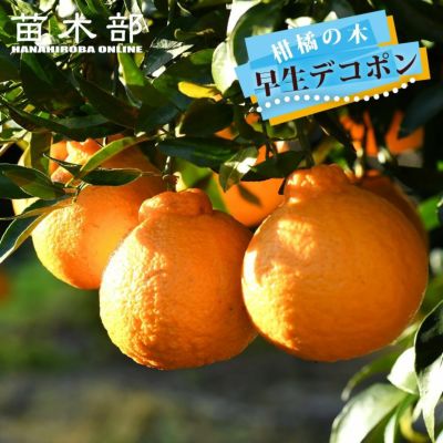 柑橘(みかん・デコポンなど)コメント用 柑橘 早生デコポンの通販 おすすめ 苗木部 By 花ひろばオンライン