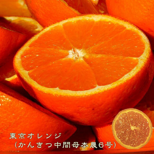 かんきつ中間母本農6号 オレンジ 苗 販売 苗木部 By 花ひろば