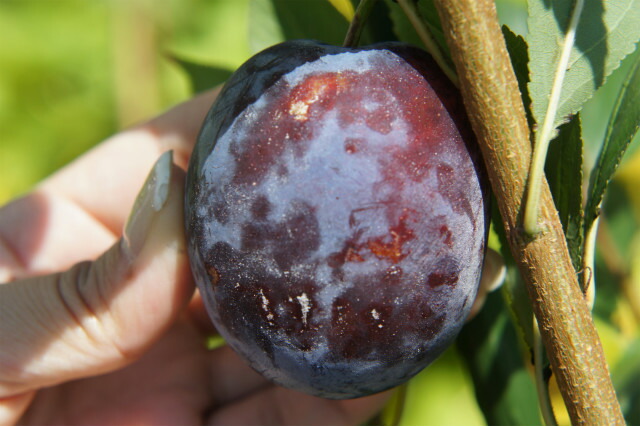 プラム スモモ プルーン スタンレイ 苗 通販 苗木部 By 花ひろばオンライン