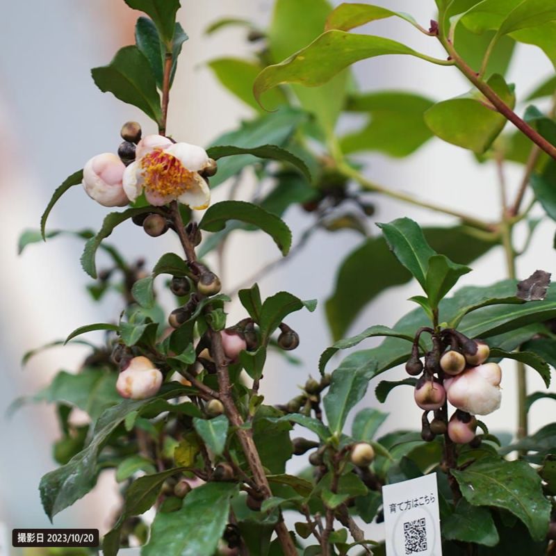 茶の木 000000118943-02-l.jpg?t=