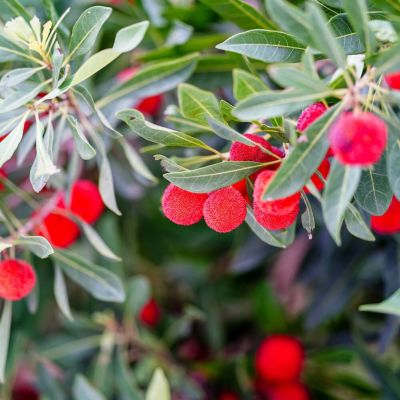 ヤマモモ メス 白桃 苗 販売 苗木部 By 花ひろばオンライン