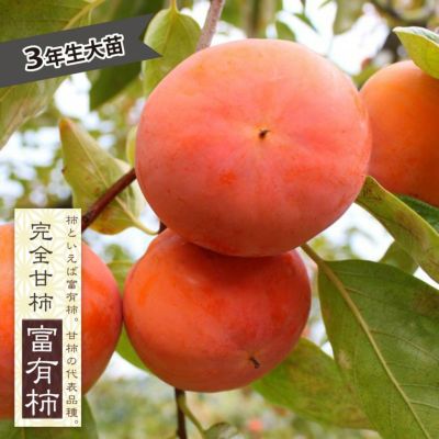 かりゆし　富有柿　２０キロ まるかじり九州 富有柿 柿 福岡 送料無料 1箱 約2kg(7〜10玉) 甘