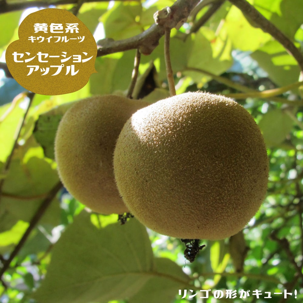 大苗シリーズ 苗木部 本店 By 花ひろばオンライン