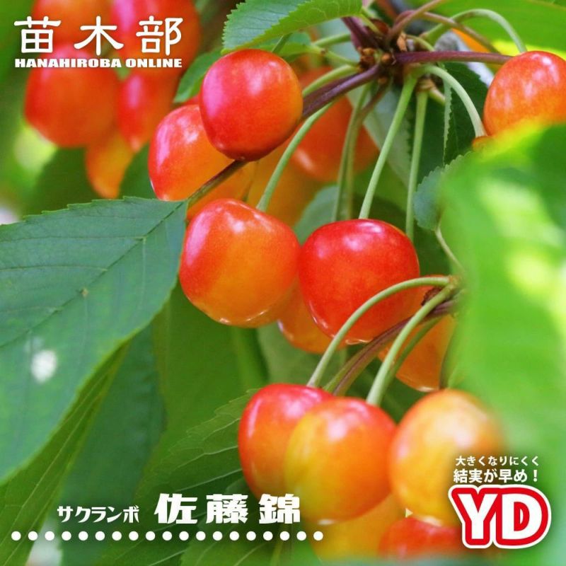 000000019069-01-l.jpg?t=