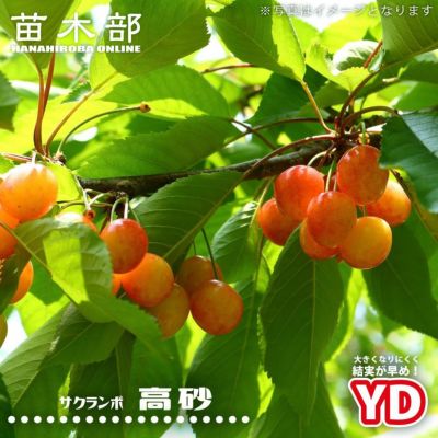 サクランボ 紅きらり 苗 育て方 苗木部 By 花ひろばオンライン