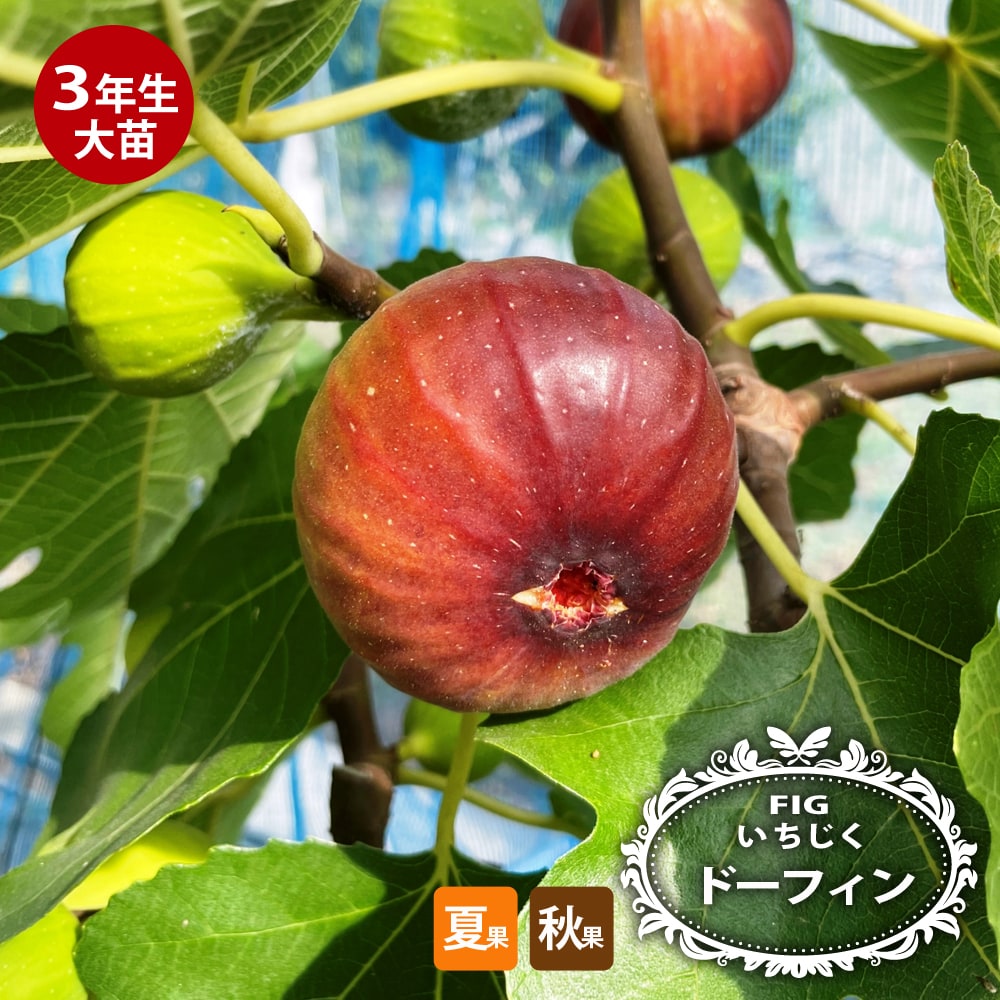 イチジク 初心者におすすめ 果樹苗専門店の通販 苗木部 By 花ひろばオンライン本店