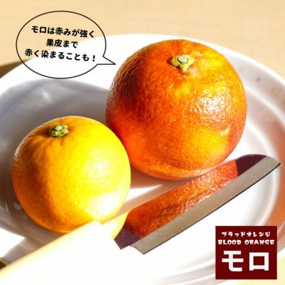 清見オレンジ タンゴール 苗 育て方 苗木部 By 花ひろばオンライン 清見オレンジ タンゴール 苗 育て方 苗木部 By 花ひろばオンライン