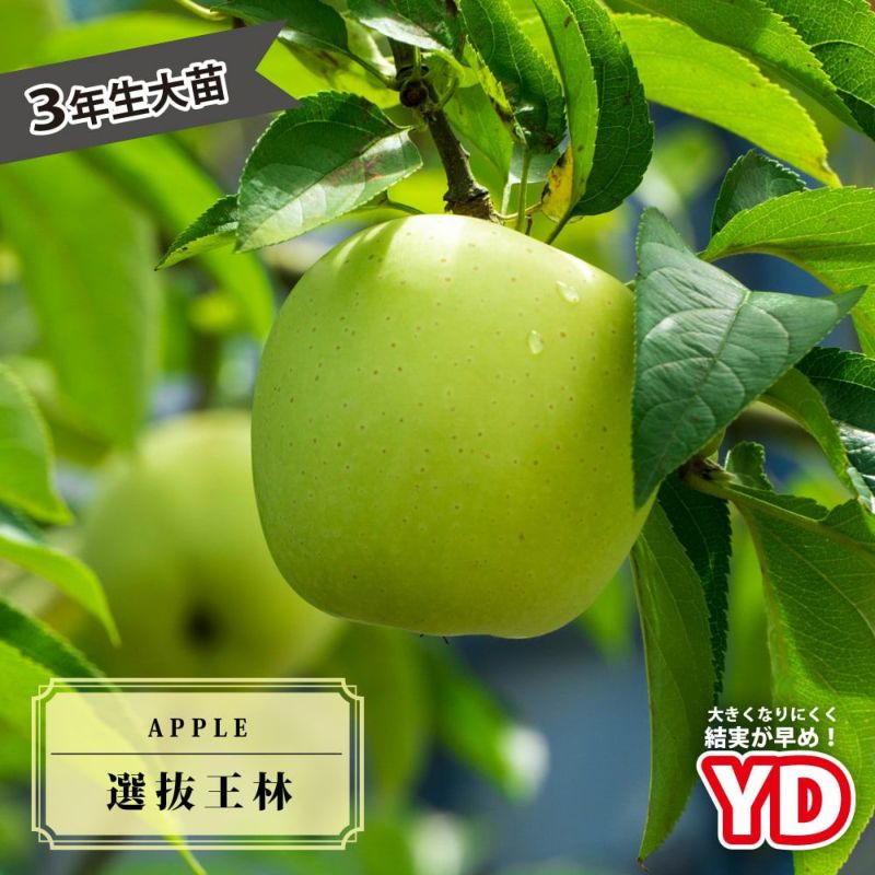 りんご（大きな実３個搬送時に重くて落下）★スターキング・デリシャス★超大苗 りんご（大きな実3個搬送時に重くて落下）☆スターキング・デリシャス