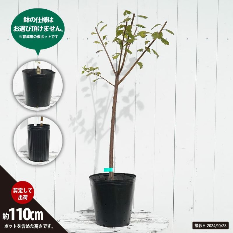 王林　成木　リンゴの木 61cCnjVrasL._AC_UF1000,