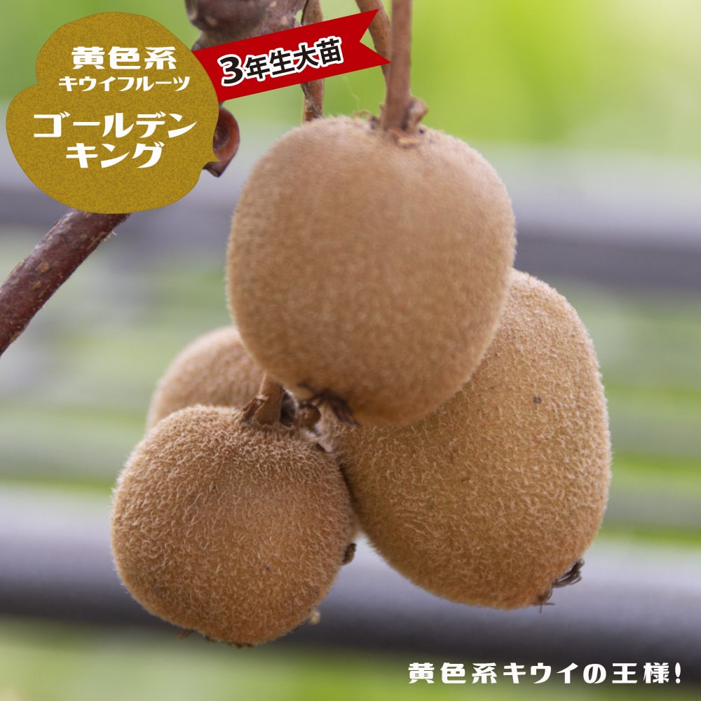 大苗シリーズ 苗木部 本店 By 花ひろばオンライン