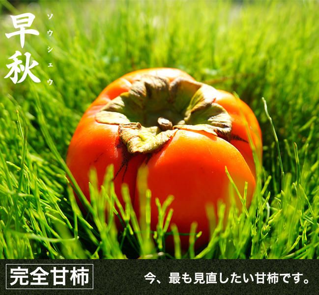完全甘柿 貴秋柿 果樹 苗木 鉢ごと発送 柿 完全甘柿 貴秋 苗 植え方 苗木部 By 花ひろばオンライン