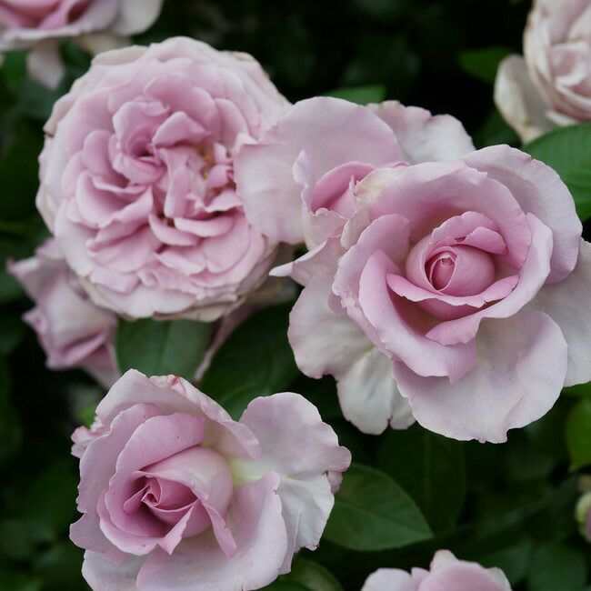 蕾付き❤️在庫わずか！超強香！青い薔薇 国産バラ苗 バラ苗【中