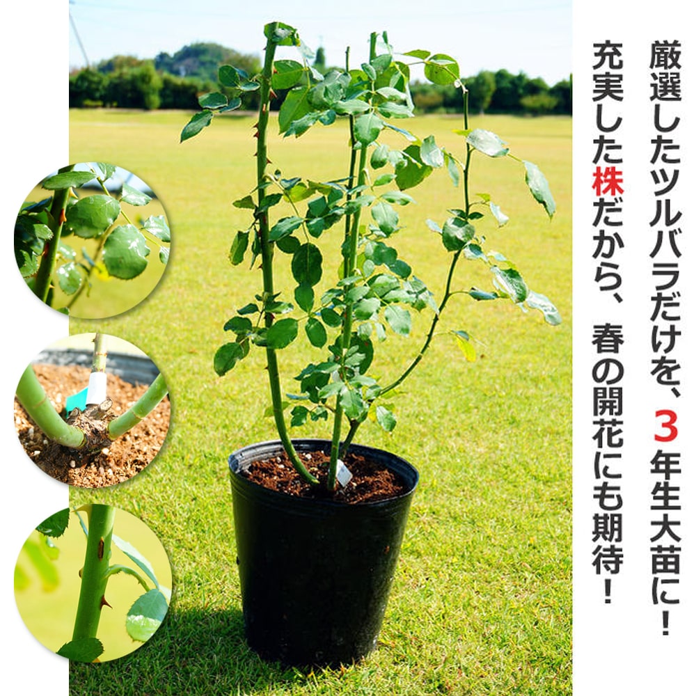 バラ ローズシナクティフ S シュラブ （半つるバラ） 苗 通販 苗木部