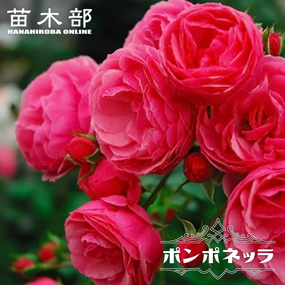 バラ ポンポネッラ Cl クライミング つるバラ 苗 通販 苗木部 By 花ひろばオンライン