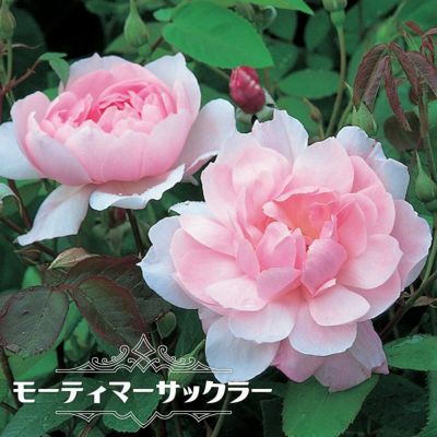 バラ エンジェルハート Cl クライミング つるバラ 苗 販売 苗木部 バラ エンジェルハート Cl クライミング つるバラ 苗 販売 苗木部
