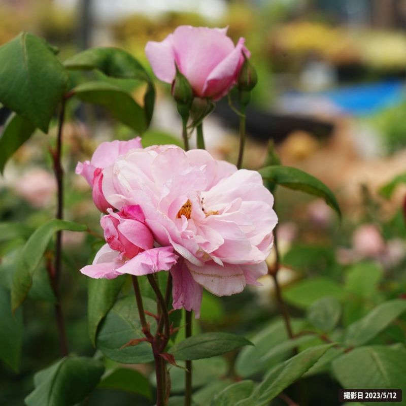 バラ メアリー ディレイニー S シュラブ （半つるバラ） 苗 通販 苗木部