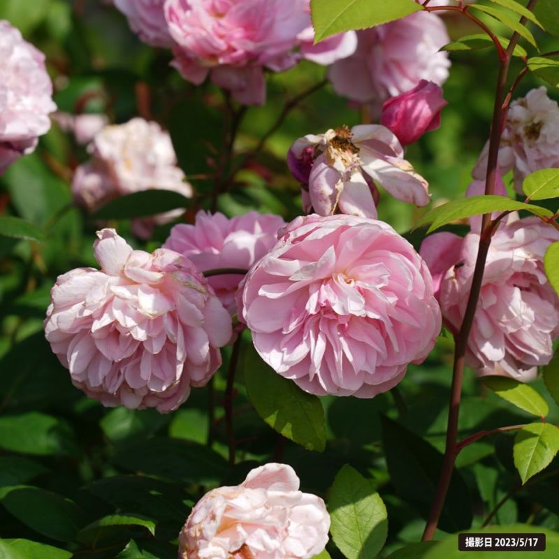 000000019196-06-l.jpg?t=