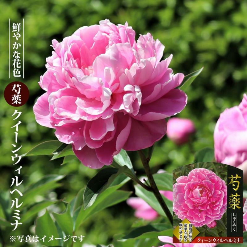 000000119250-01-l.jpg?t=