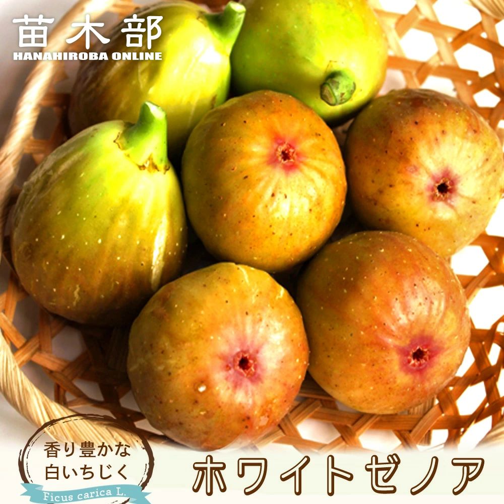 イチジク 夏秋兼用種 ドーフィン 苗 通販 苗木部 By 花ひろばオンライン