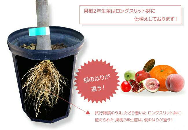 プラム苗木 太陽・貴陽 2本セット 人気の2種セット スモモ