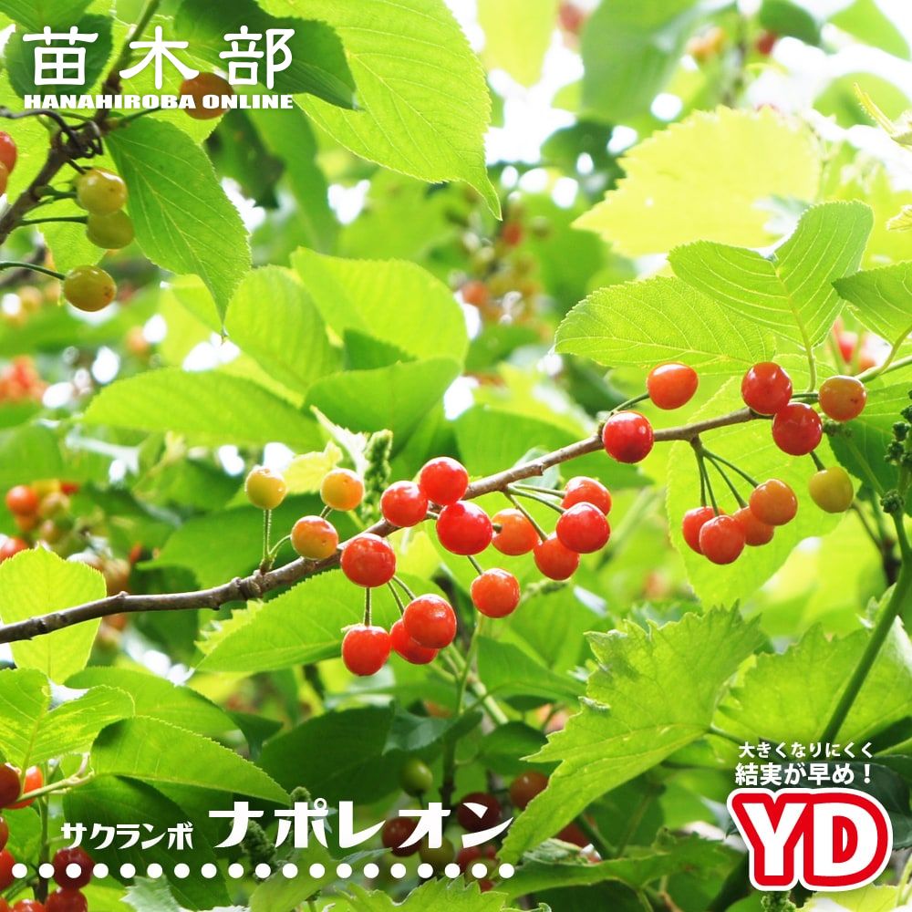 000000019318-01-l.jpg?t=