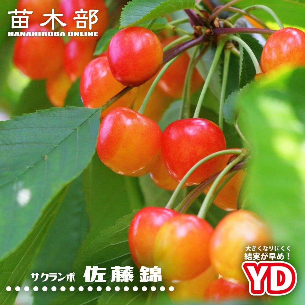 サクランボ 佐藤錦 苗 おすすめ 苗木部 By 花ひろばオンライン