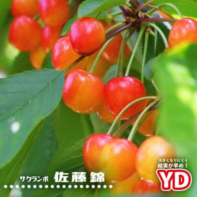 サクランボ 佐藤錦 苗 おすすめ 苗木部 By 花ひろばオンライン