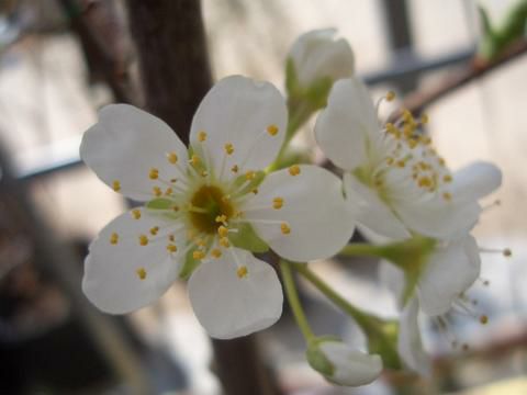 希少バイオチェリー 鉢植え 大株 実付き 希少バイオチェリー 鉢植え 大