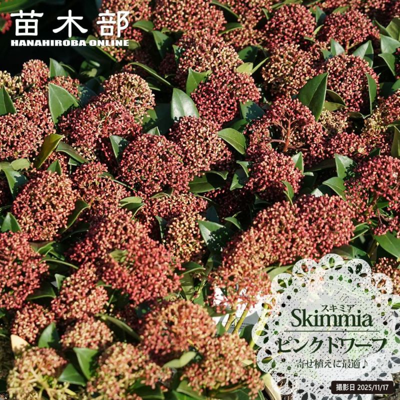 スキミア レッドドワーフ ルベラ 販売 苗木部 By 花ひろばオンライン