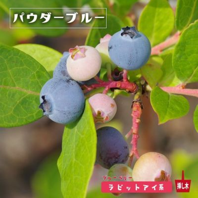 ラビットアイ系 苗木部 本店 By 花ひろばオンライン ラビットアイ系 苗木部 本店 By 花ひろばオンライン