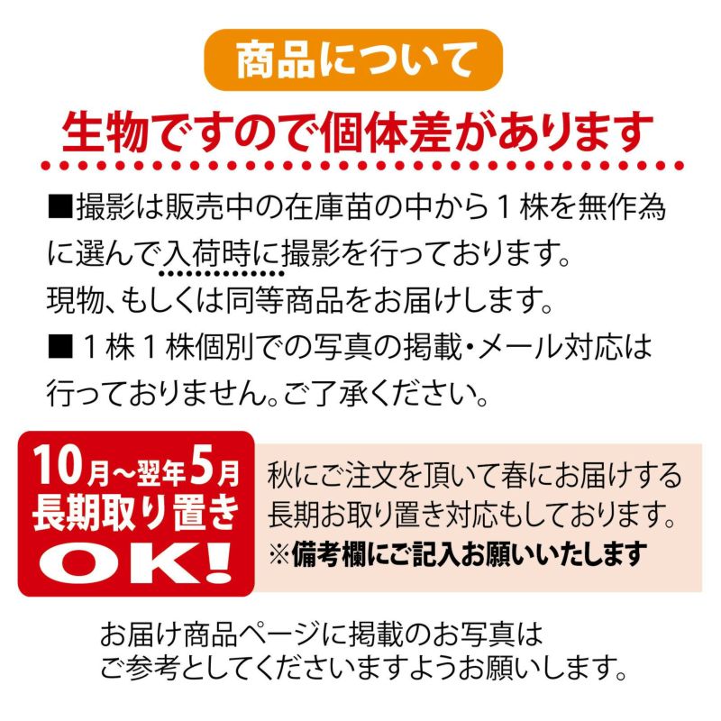 りんご 苗木 クッキングアップル Ydブラムリー 1年生 接ぎ木 苗 ワイ性台木苗 果樹苗木 果樹苗 リンゴ 苗木部 本店 By 花ひろばオンライン