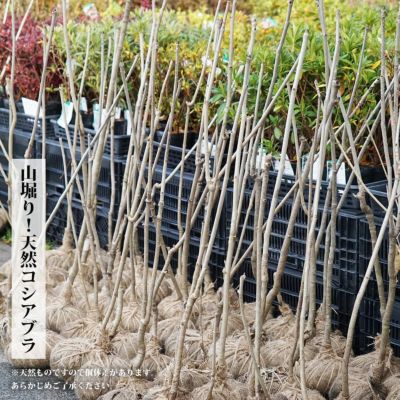 で送料無料 クロモジ（根巻き苗）黒文字 クロモジ苗木 - 苗木・植木