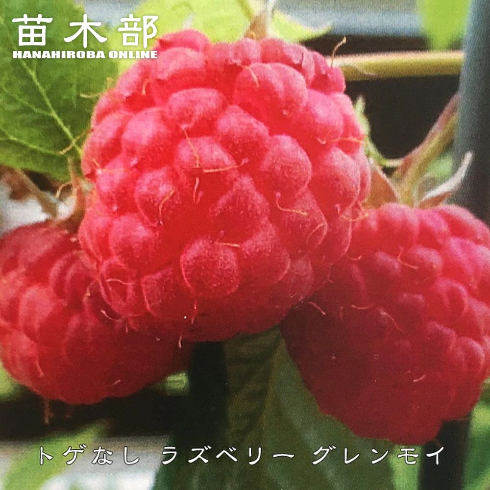 ラズベリー ブラックベリー マルベリー ジューンベリーの苗木一覧 苗木部 By 花ひろばオンライン本店