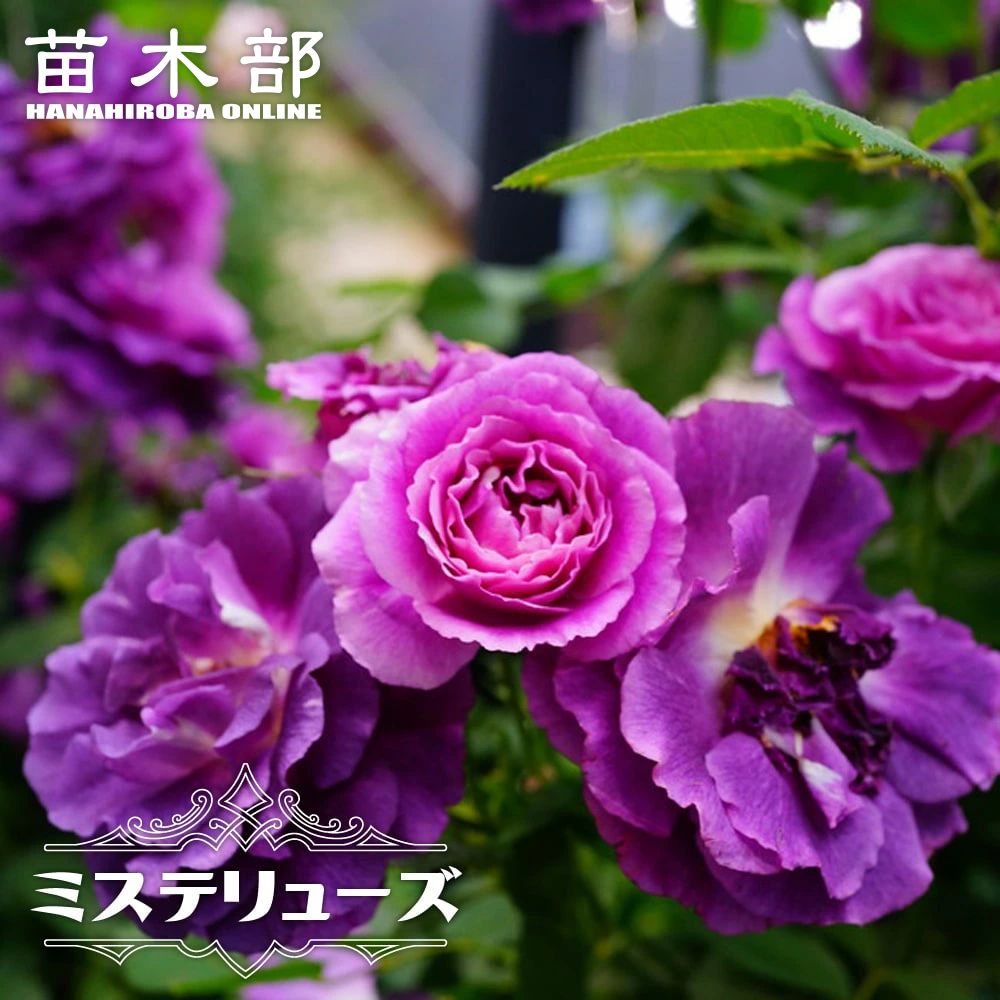 フェリシア Cl クライミング つるバラ 苗 鉢植え 苗木部 By 花ひろばオンライン