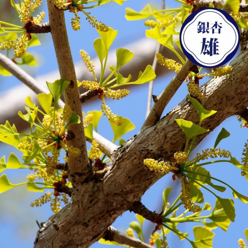 000000121216-01-l.jpg?t=