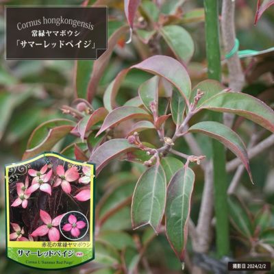 クロバナロウバイ カリカンサス 苗 販売 苗木部 By 花ひろば クロバナロウバイ カリカンサス 苗 販売 苗木部 By 花ひろば