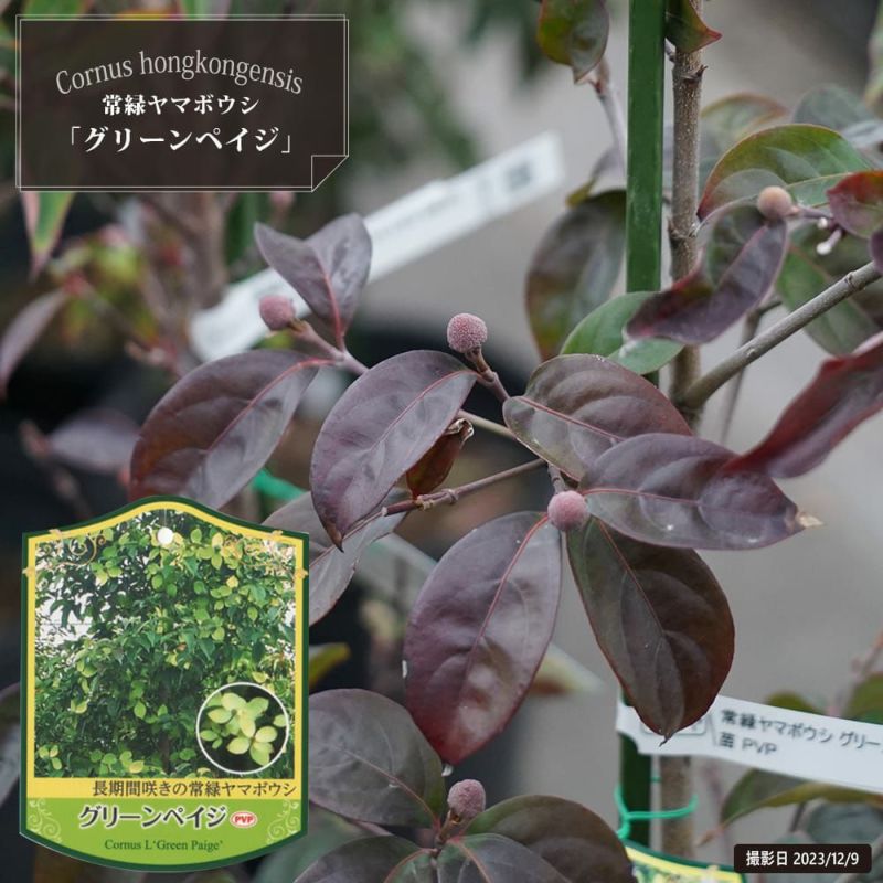 常緑ヤマボウシ グリーンペイジ 苗 通販 苗木部 By 花ひろばオンライン