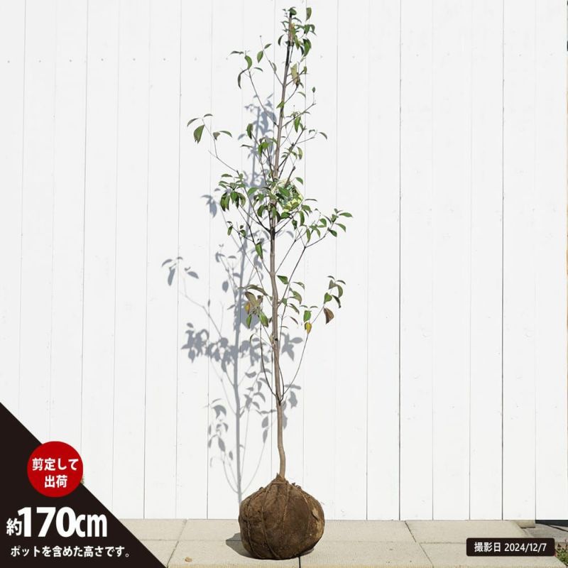 常緑ヤマボウシ グリーンペイジ 苗 通販 苗木部 By 花ひろばオンライン