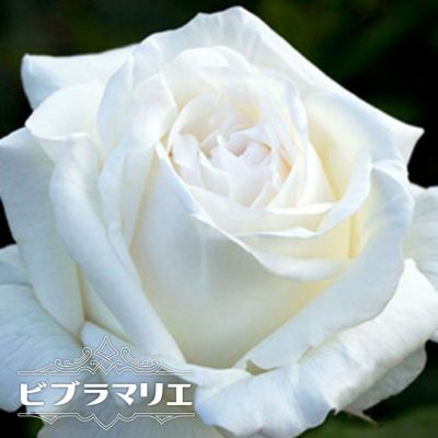 バラ苗 エルヴィス 大苗 ニルプ 白色 バラ 苗 四季咲き Ht 薔薇 予約販売12 翌1月頃入荷予定 苗木部 本店 By 花ひろばオンライン