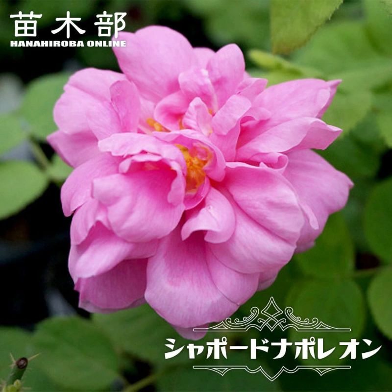 バラ シャポードナポレオン オールドローズ 苗 販売 苗木部 By 花