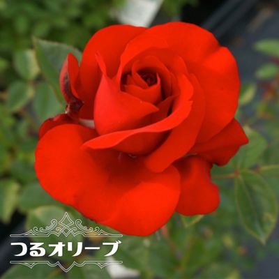 バラ苗 つるオリーブ 大苗 つるバラ 赤色 四季咲き バラ 苗 薔薇 バラ苗木 Np レビュー 苗木部 本店 By 花ひろばオンライン