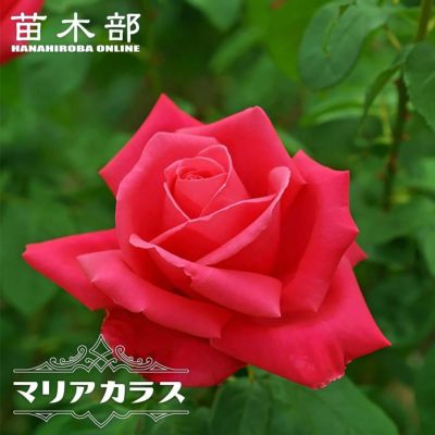 ピンク系の木立ちバラ 苗木部 本店 By 花ひろばオンライン